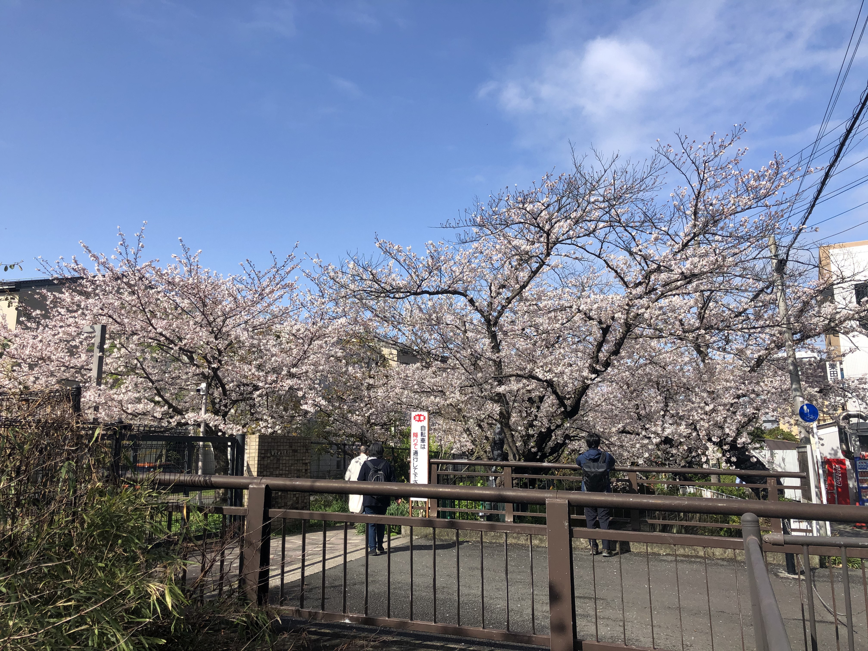 さくらの花びらの「日本人よ、誇りを持とう」